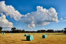 wrapped bales.jpg